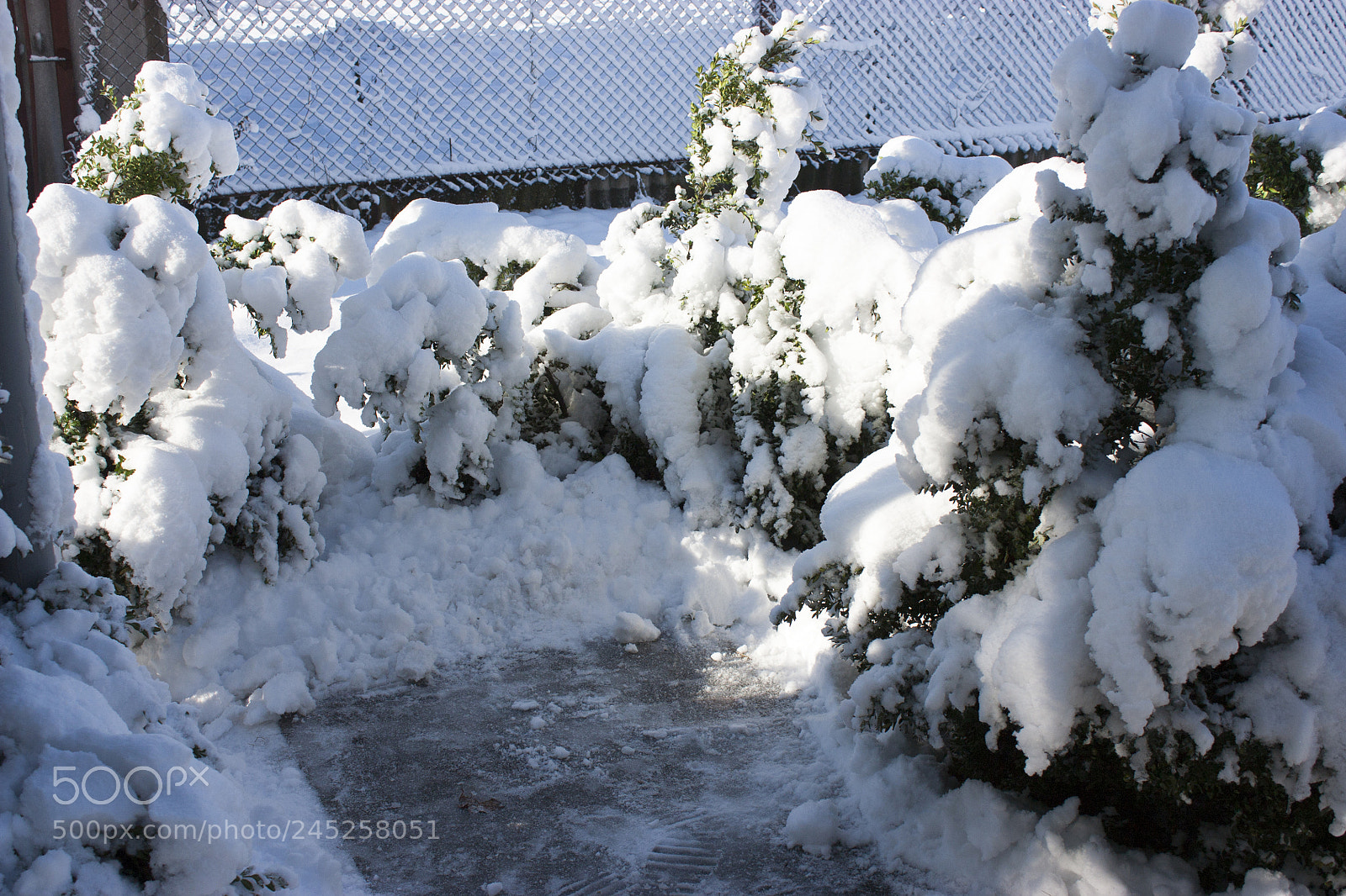 Canon EOS 450D (EOS Rebel XSi / EOS Kiss X2) sample photo. Trees in snow, winter photography