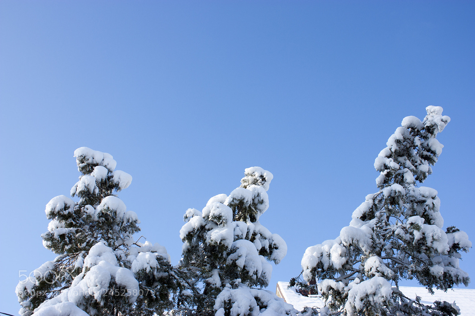 Canon EOS 450D (EOS Rebel XSi / EOS Kiss X2) sample photo. Trees in snow, winter photography