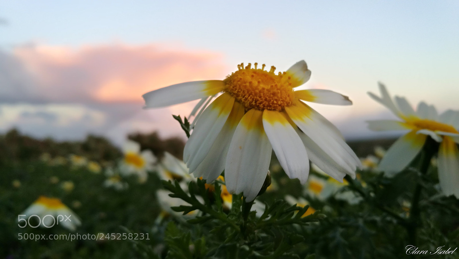 HUAWEI P9 Plus sample photo. Magia en el atardecer... photography