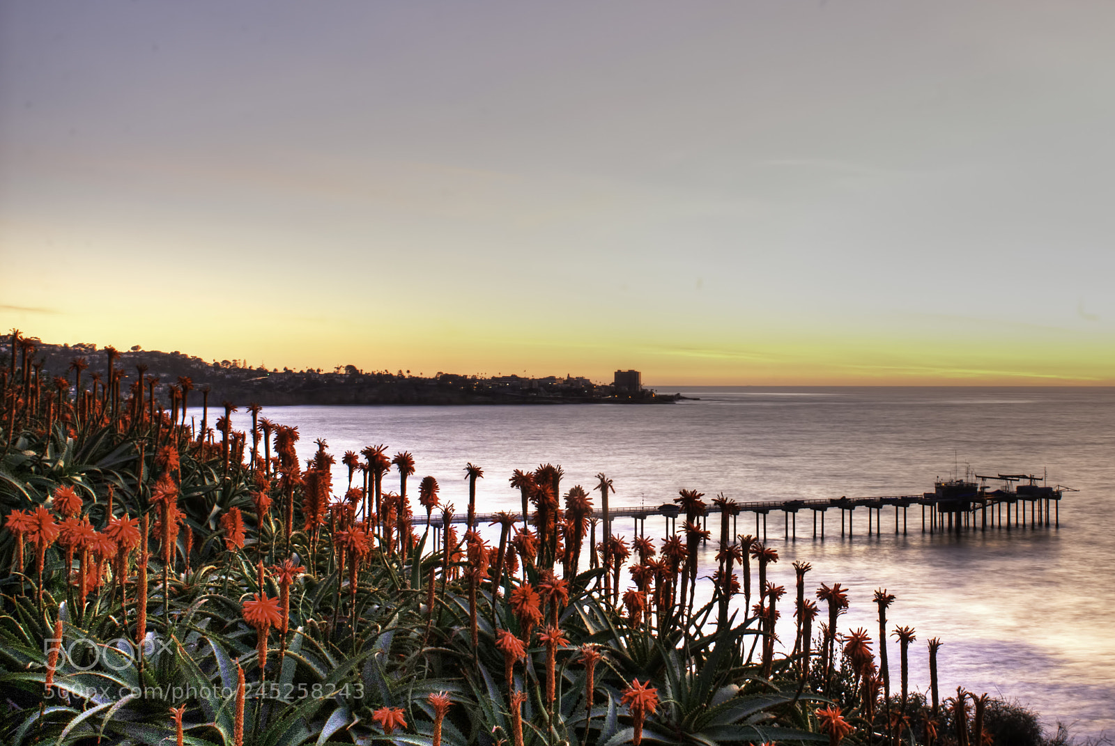 Nikon D200 sample photo. Red aloe blooming over photography
