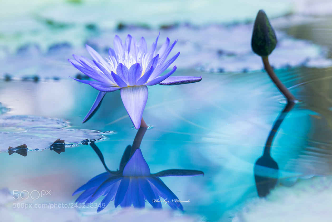 Nikon D800 sample photo. *** photography
