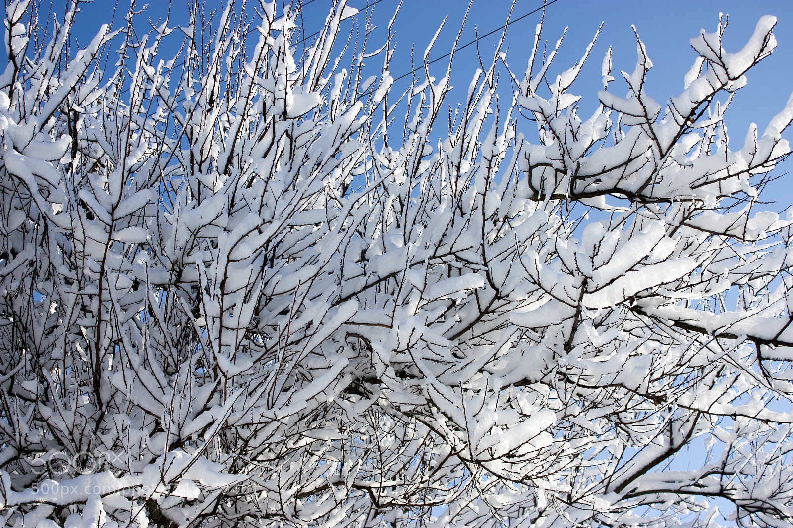 Canon EOS 450D (EOS Rebel XSi / EOS Kiss X2) sample photo. Trees in snow, winter photography