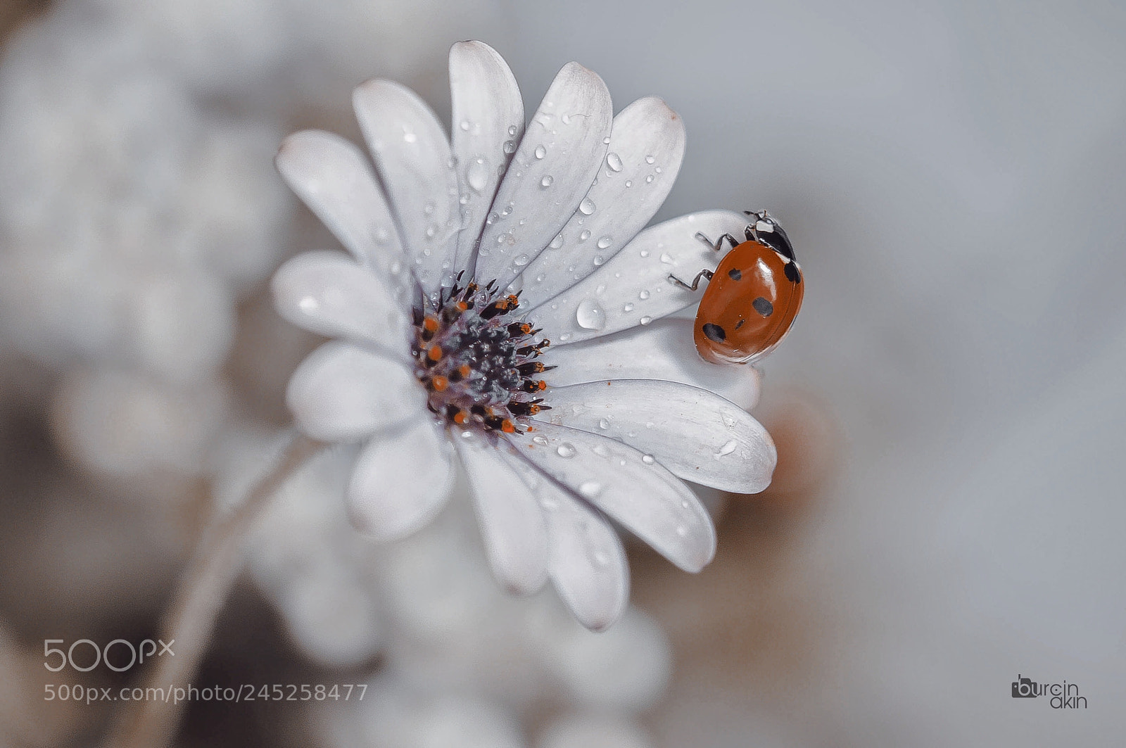 Nikon D5100 sample photo. Ladybug & flower photography
