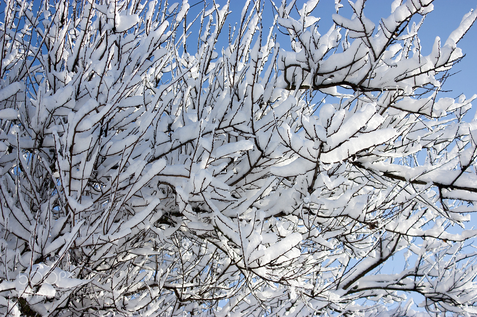 Canon EOS 450D (EOS Rebel XSi / EOS Kiss X2) sample photo. Trees in snow, winter photography