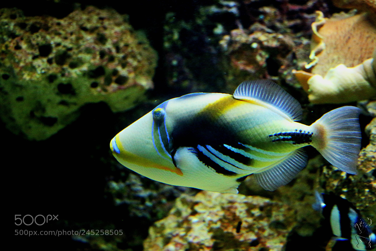 Canon EOS 650D (EOS Rebel T4i / EOS Kiss X6i) sample photo. Picasso triggerfish photography