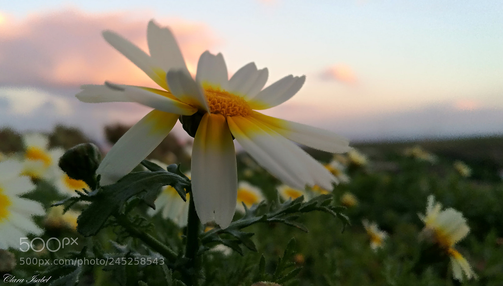 HUAWEI P9 Plus sample photo. Magia en el atardecer... photography