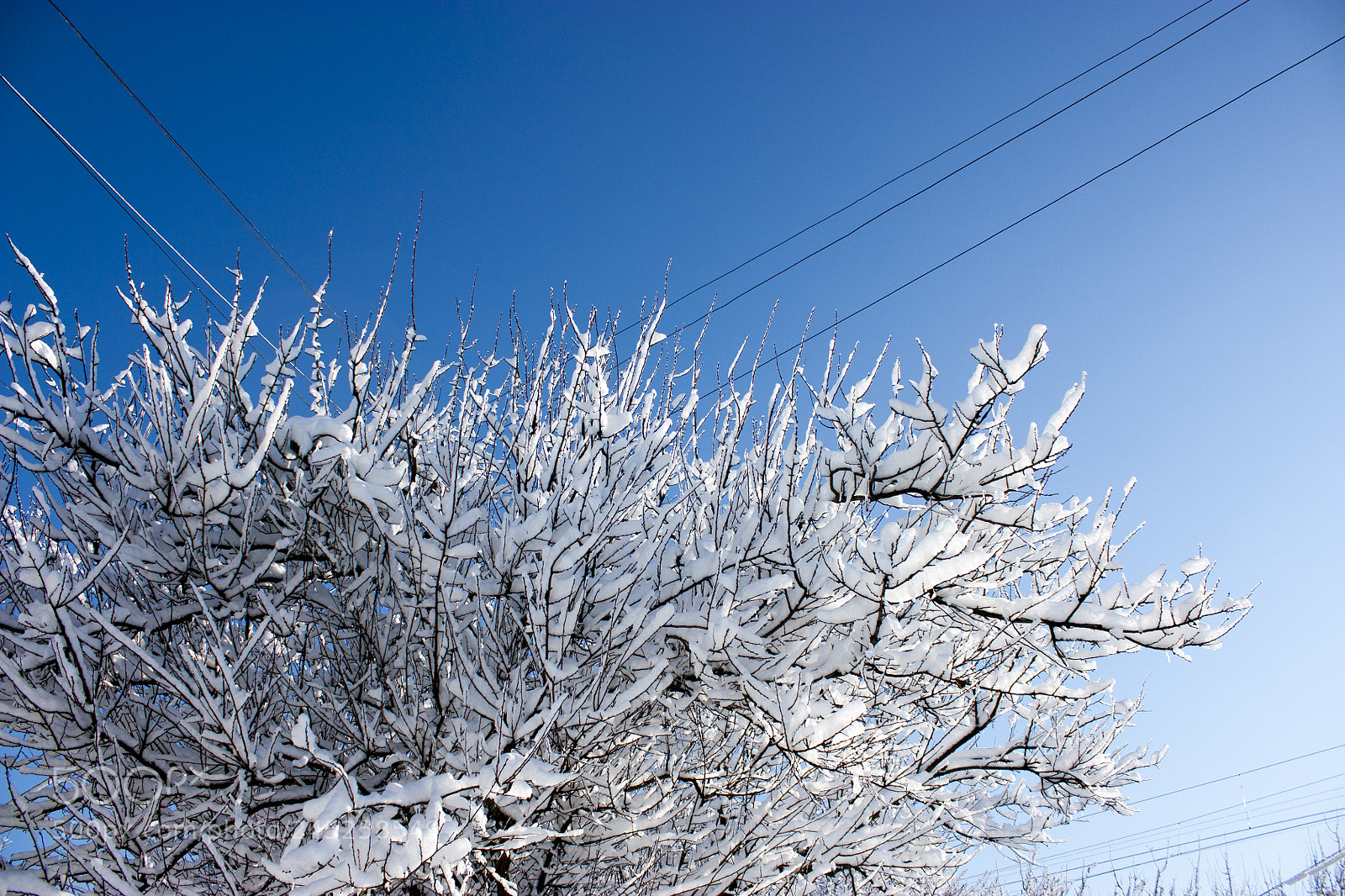 Canon EOS 450D (EOS Rebel XSi / EOS Kiss X2) sample photo. Trees in snow, winter photography