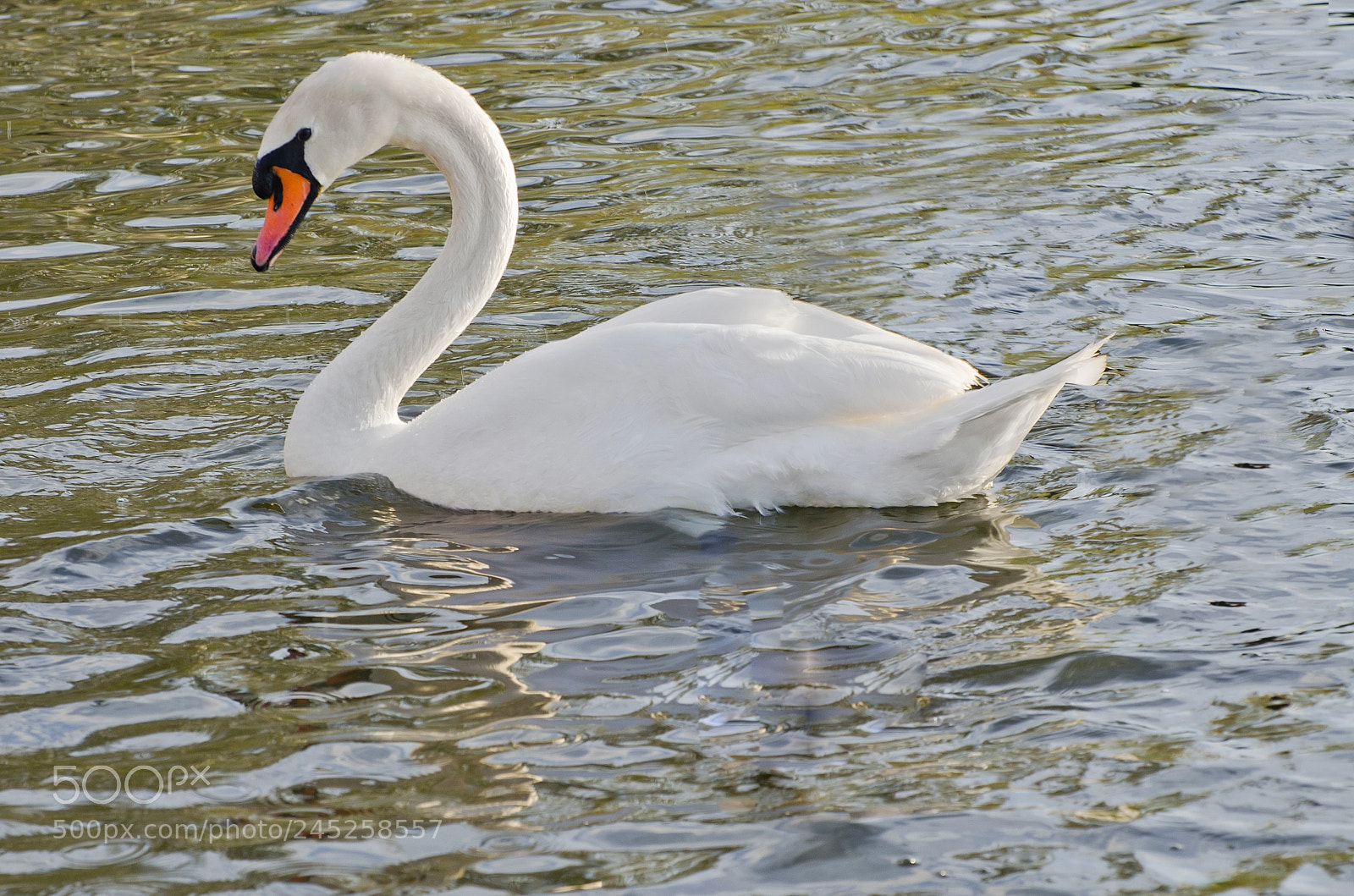 Nikon D5100 sample photo. Swan of the lake photography
