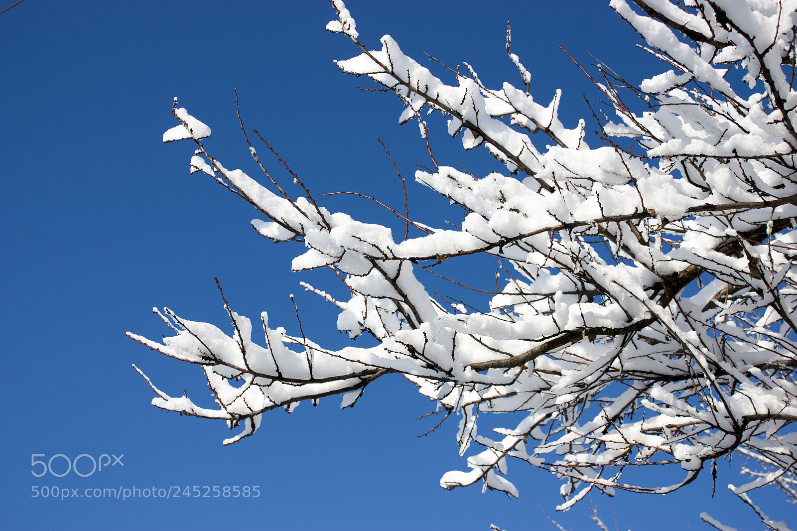 Canon EOS 450D (EOS Rebel XSi / EOS Kiss X2) sample photo. Trees in snow, winter photography