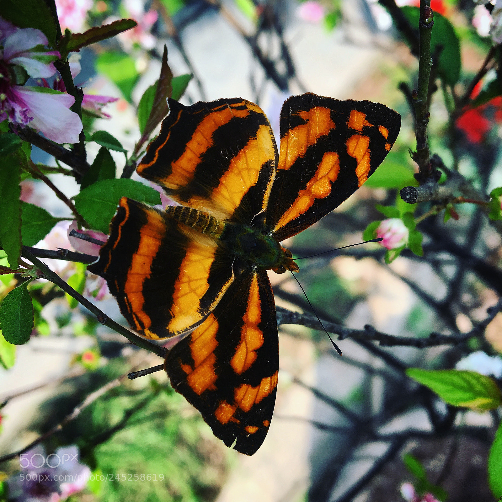 Apple iPhone 6s sample photo. Untitled photography