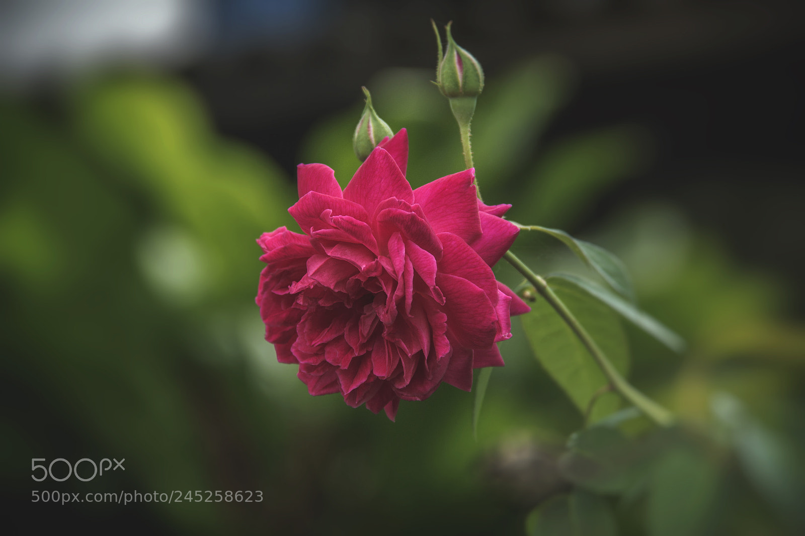 Canon EOS 60D sample photo. Look at the time photography