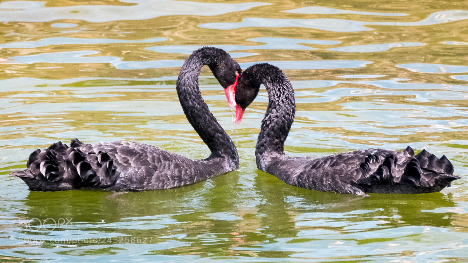 Panasonic Lumix DMC-GX85 (Lumix DMC-GX80 / Lumix DMC-GX7 Mark II) sample photo. Swan lake photography