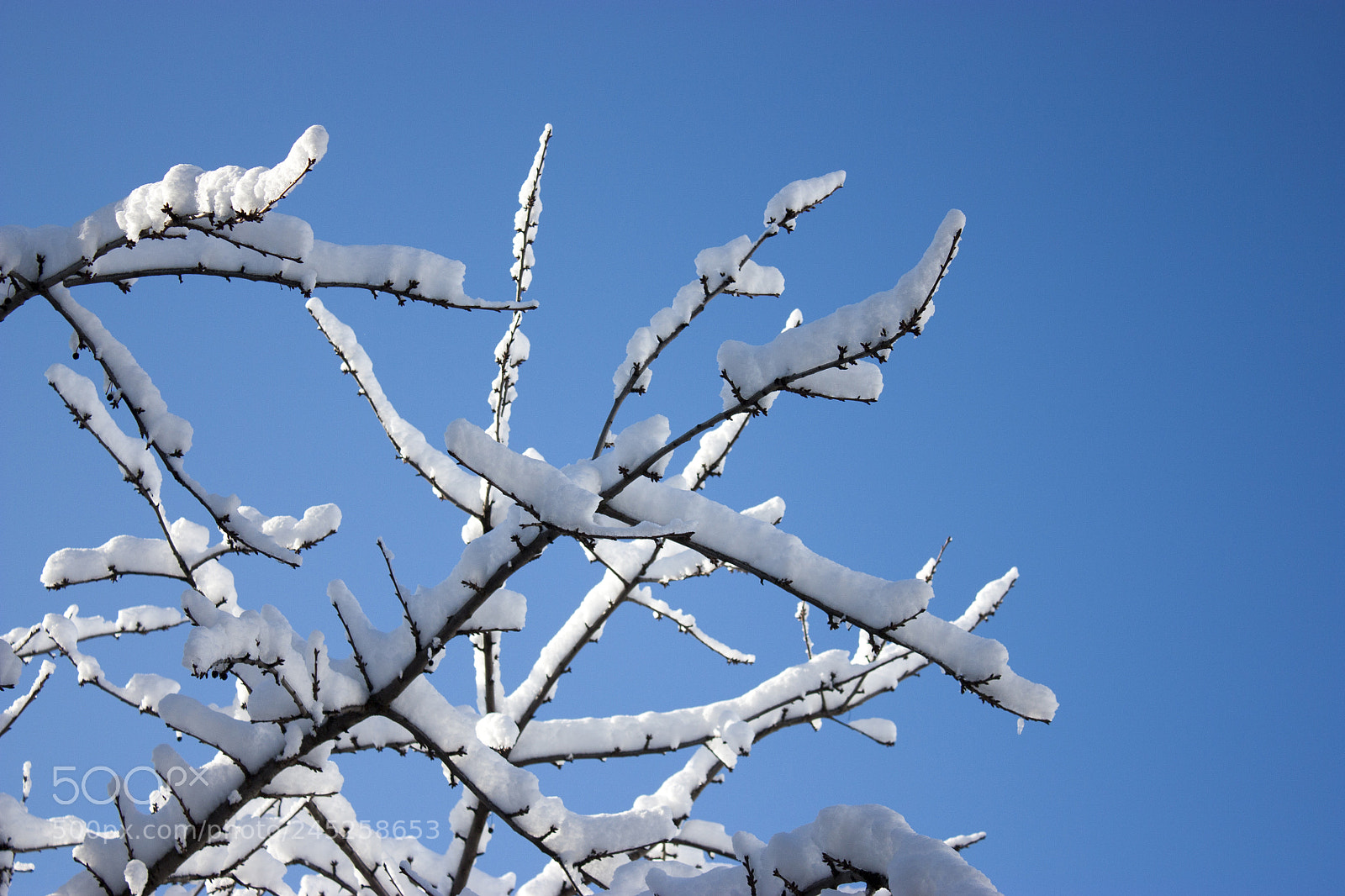 Canon EOS 450D (EOS Rebel XSi / EOS Kiss X2) sample photo. Trees in snow, winter photography
