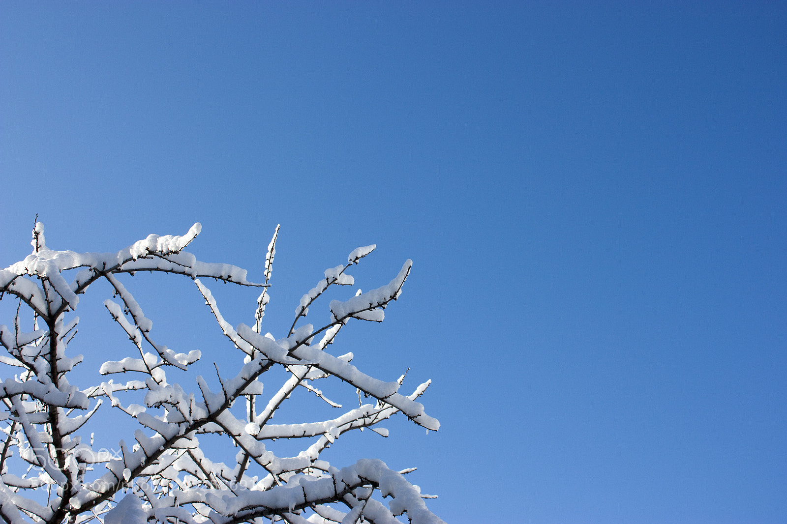 Canon EOS 450D (EOS Rebel XSi / EOS Kiss X2) sample photo. Trees in snow, winter photography