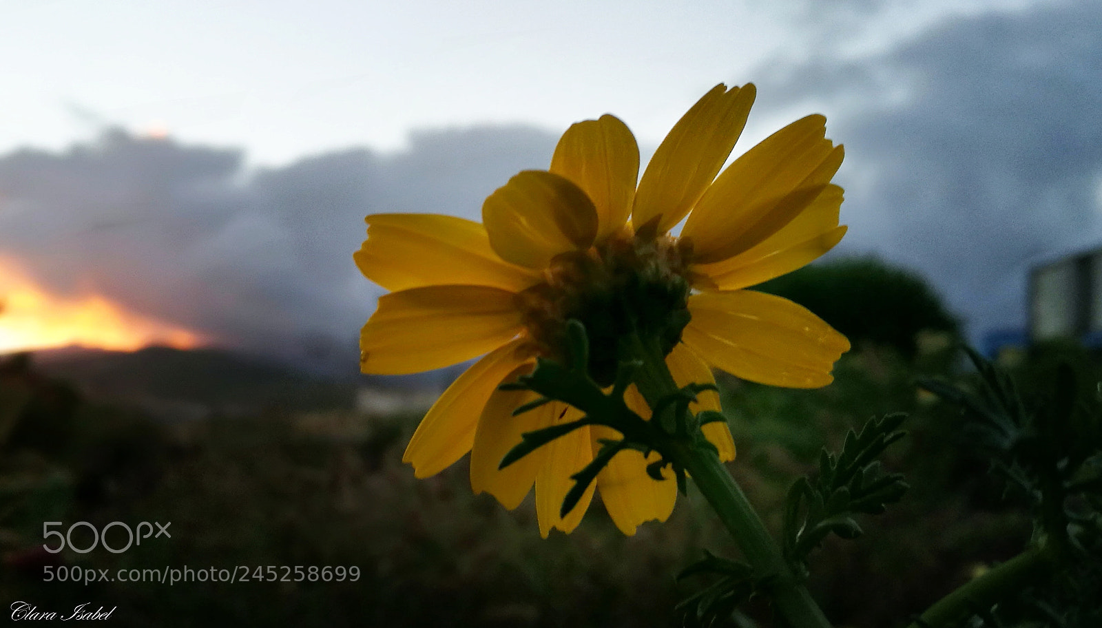 HUAWEI P9 Plus sample photo. Magia en el atardecer... photography