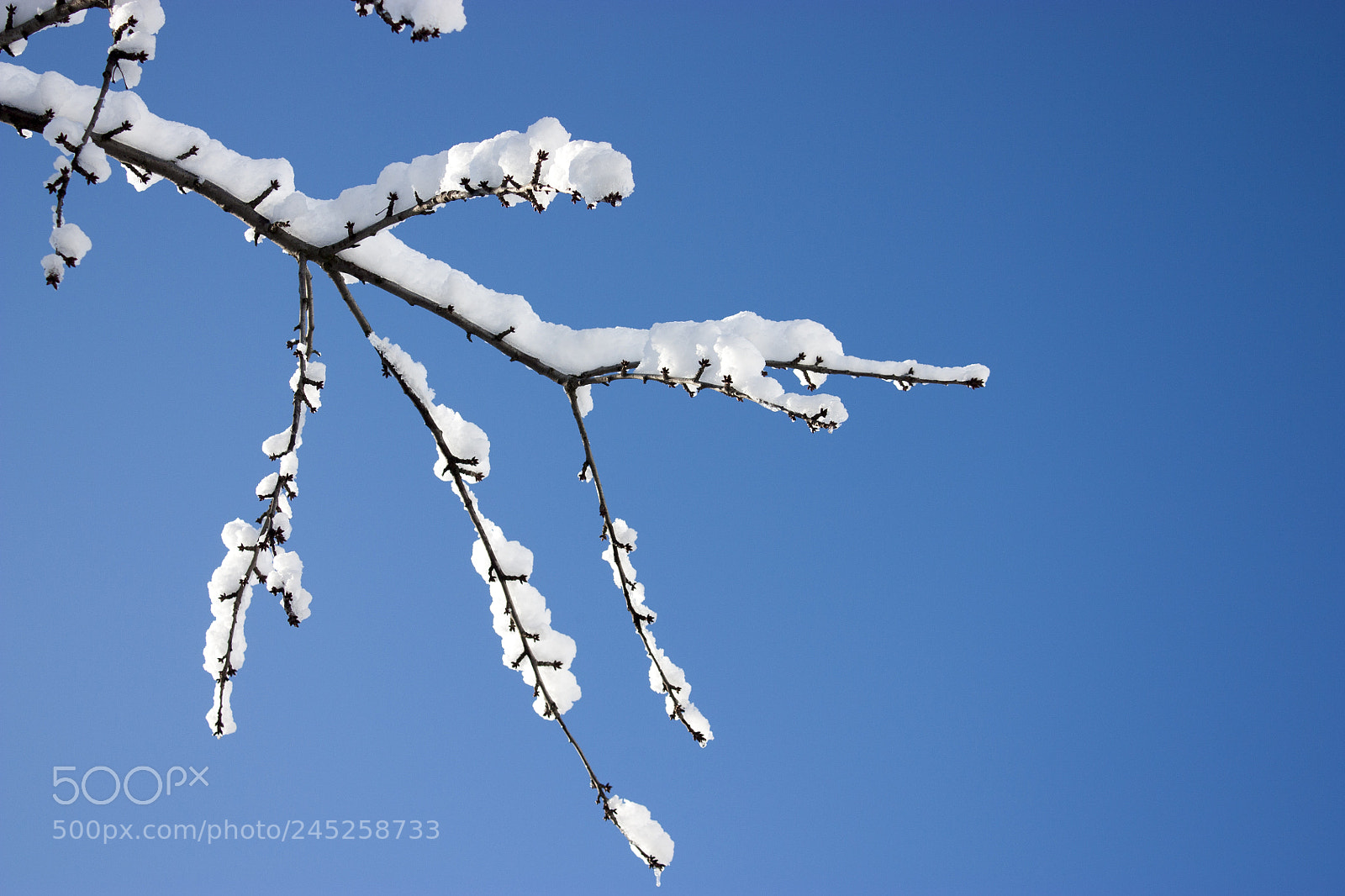 Canon EOS 450D (EOS Rebel XSi / EOS Kiss X2) sample photo. Trees in snow, winter photography