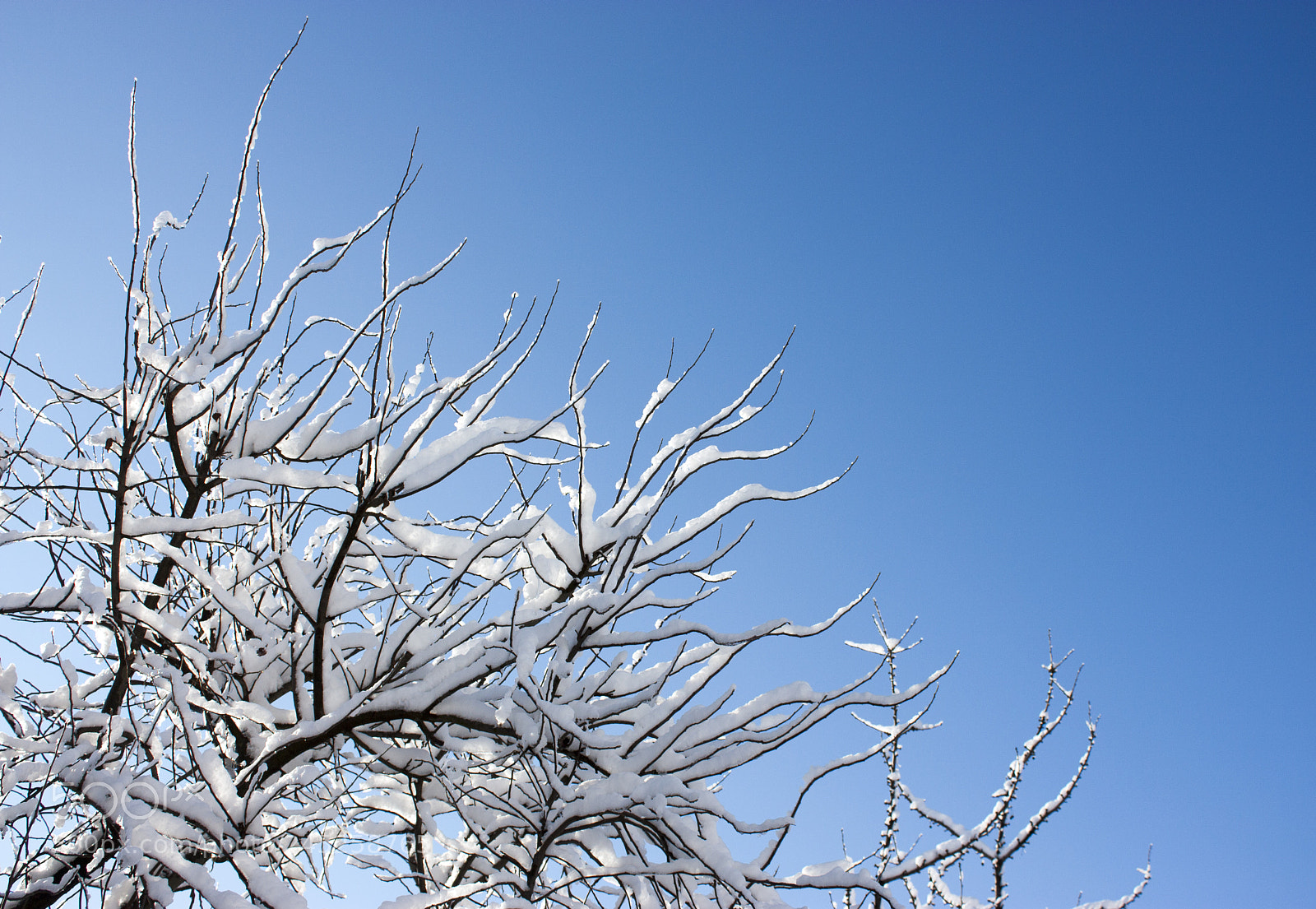 Canon EOS 450D (EOS Rebel XSi / EOS Kiss X2) sample photo. Trees in snow, winter photography