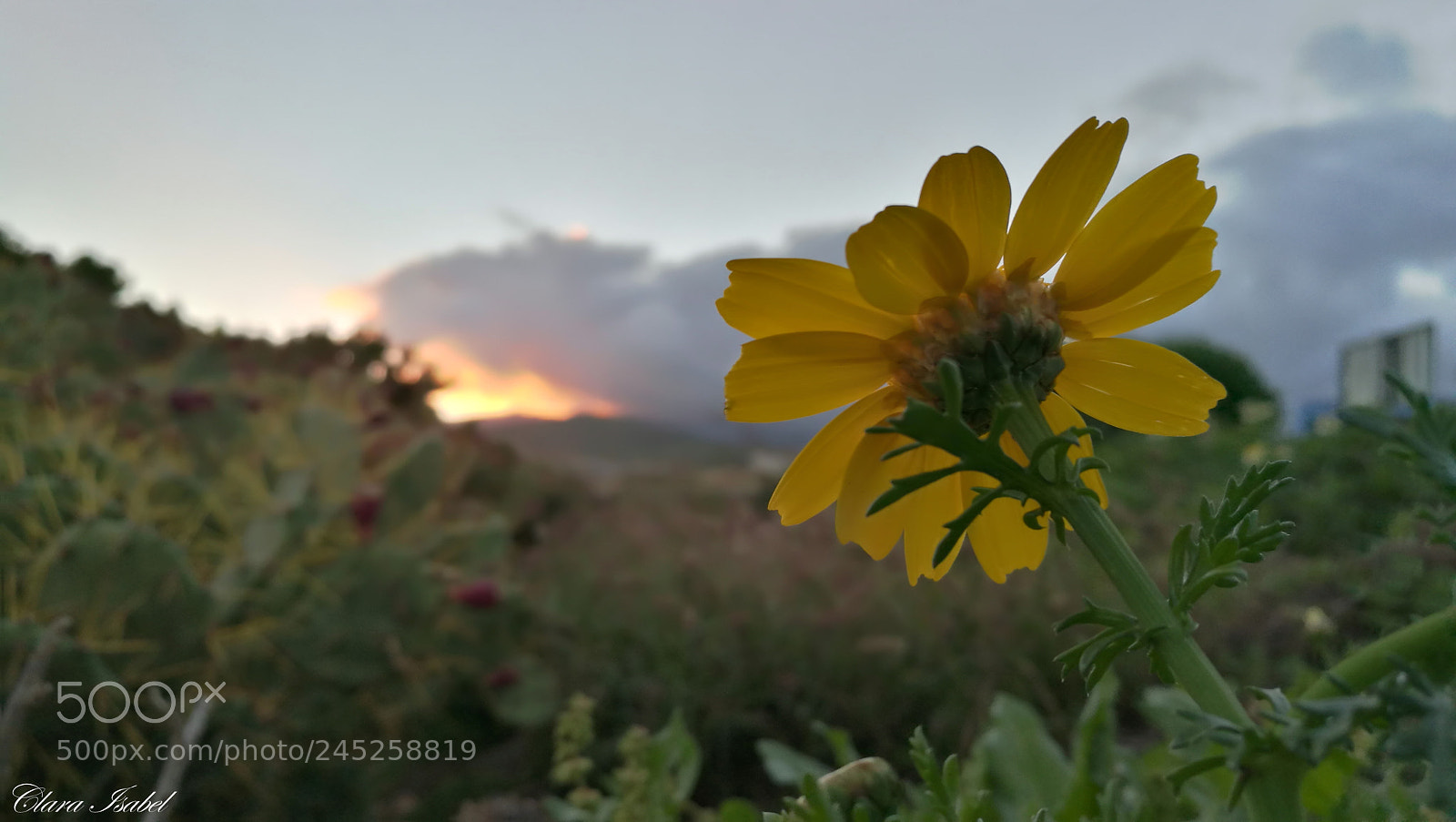 HUAWEI P9 Plus sample photo. Magia en el atardecer... photography