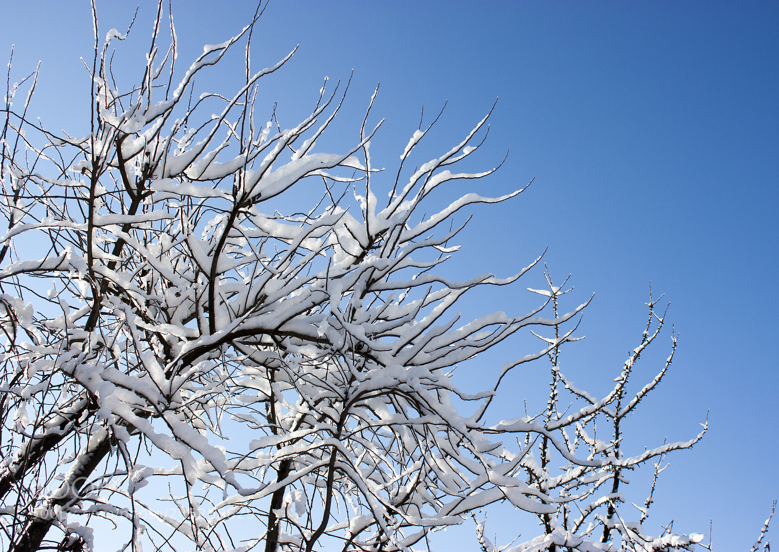 Canon EOS 450D (EOS Rebel XSi / EOS Kiss X2) sample photo. Trees in snow, winter photography