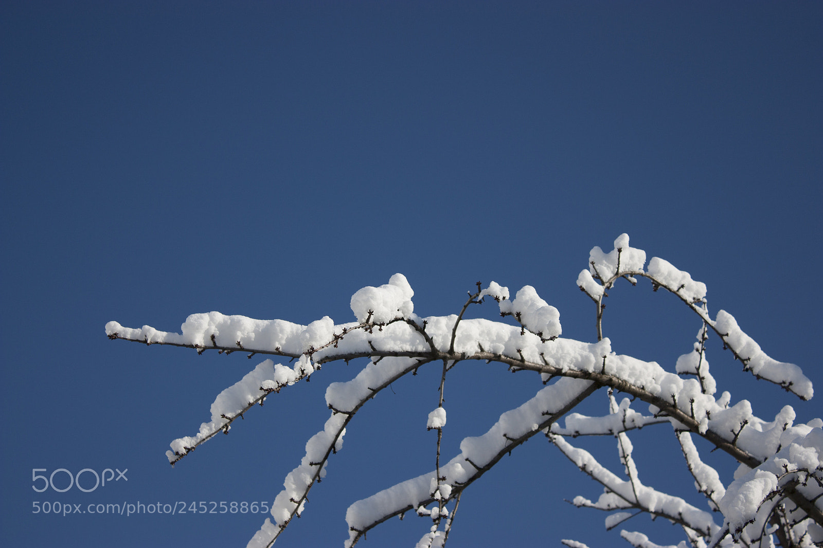 Canon EOS 450D (EOS Rebel XSi / EOS Kiss X2) sample photo. Trees in snow, winter photography