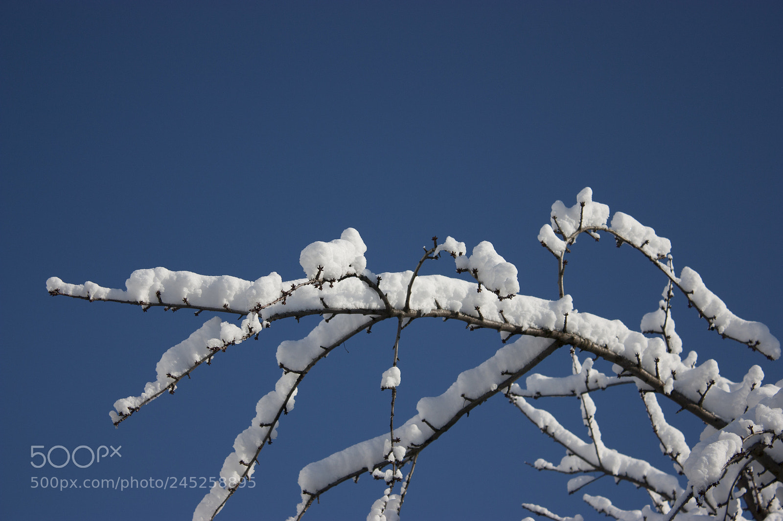 Canon EOS 450D (EOS Rebel XSi / EOS Kiss X2) sample photo. Trees in snow, winter photography