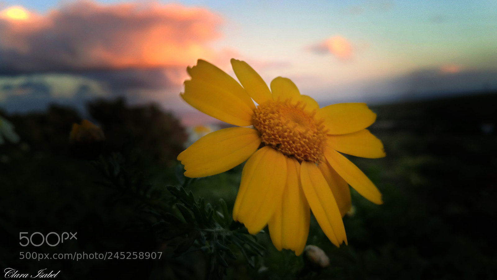 HUAWEI P9 Plus sample photo. Magia en el atardecer... photography