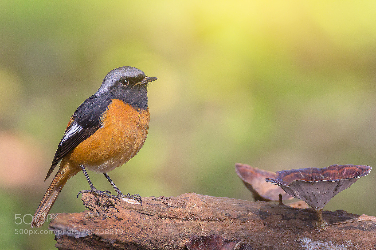 Canon EOS 60D sample photo. Daurian redstart bird on photography