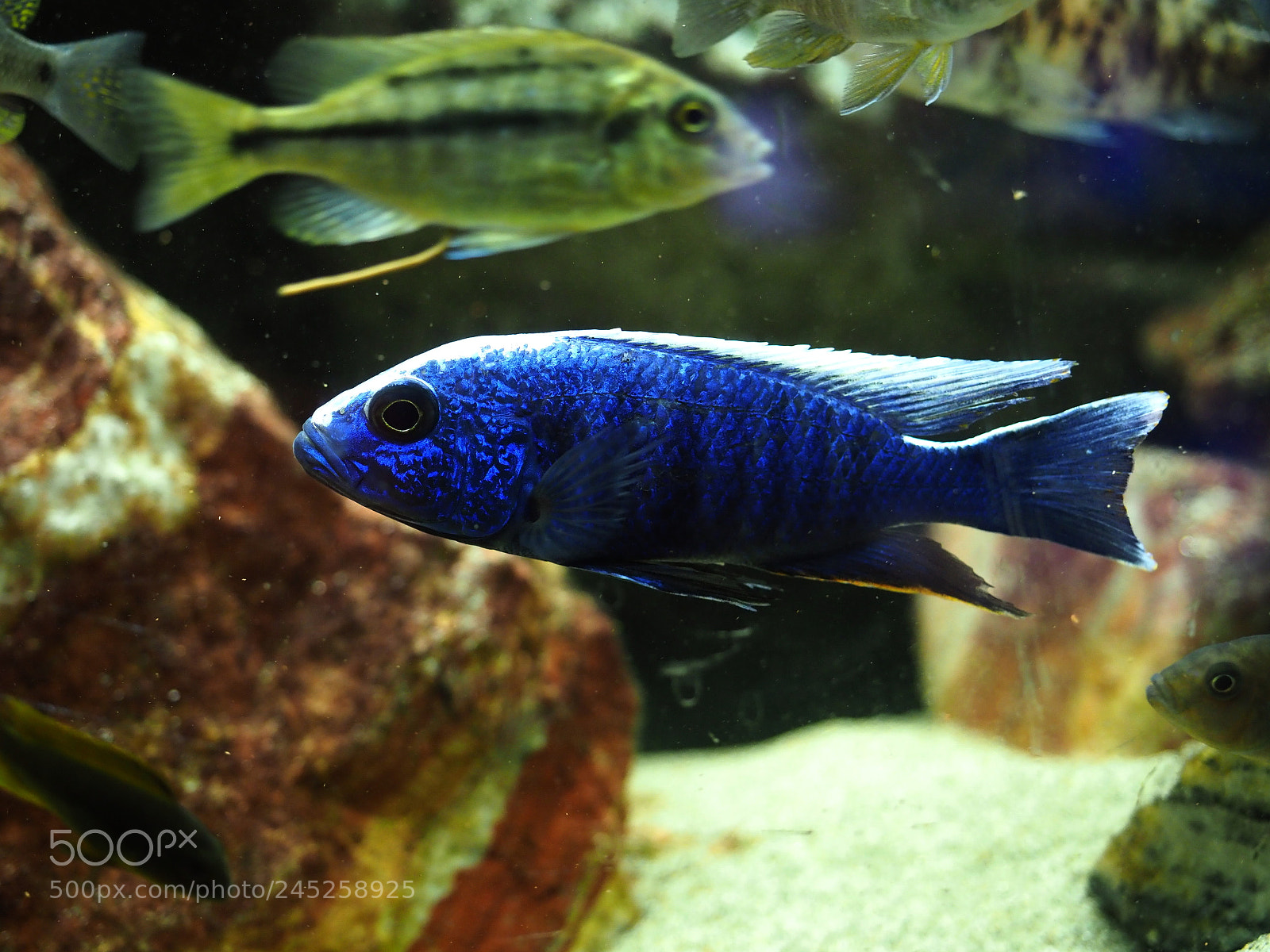 Olympus OM-D E-M1 Mark II sample photo. Tropical fish photography