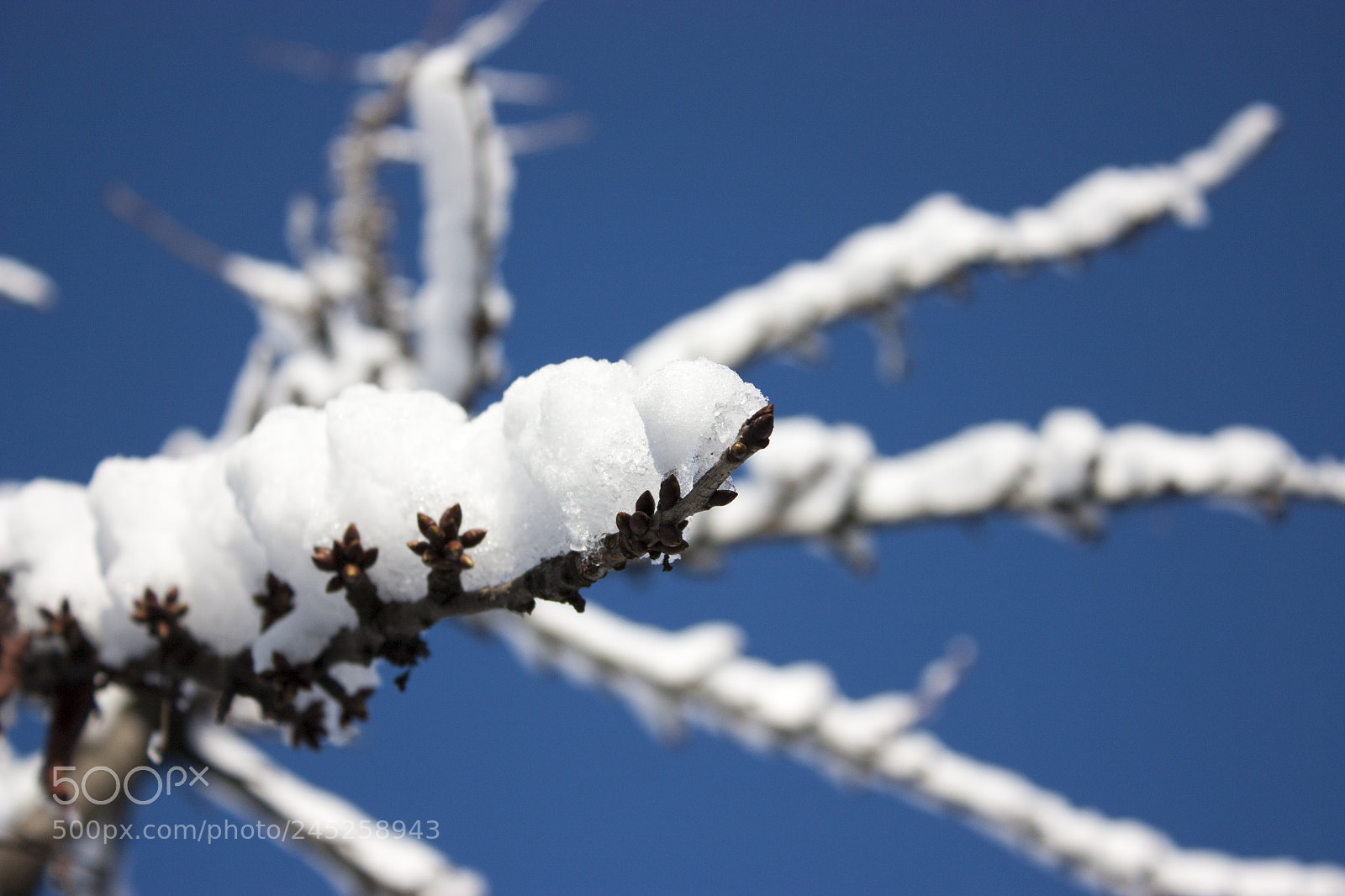 Canon EOS 450D (EOS Rebel XSi / EOS Kiss X2) sample photo. Trees in snow, winter photography
