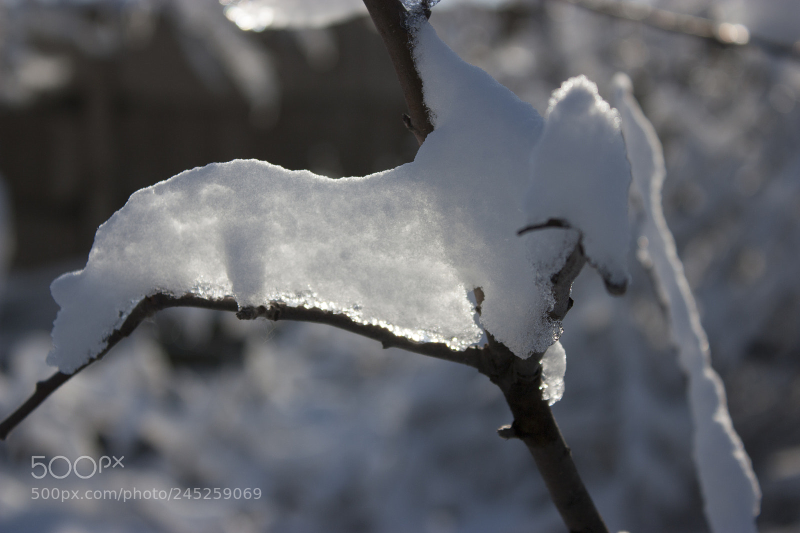 Canon EOS 450D (EOS Rebel XSi / EOS Kiss X2) sample photo. Trees in snow, winter photography