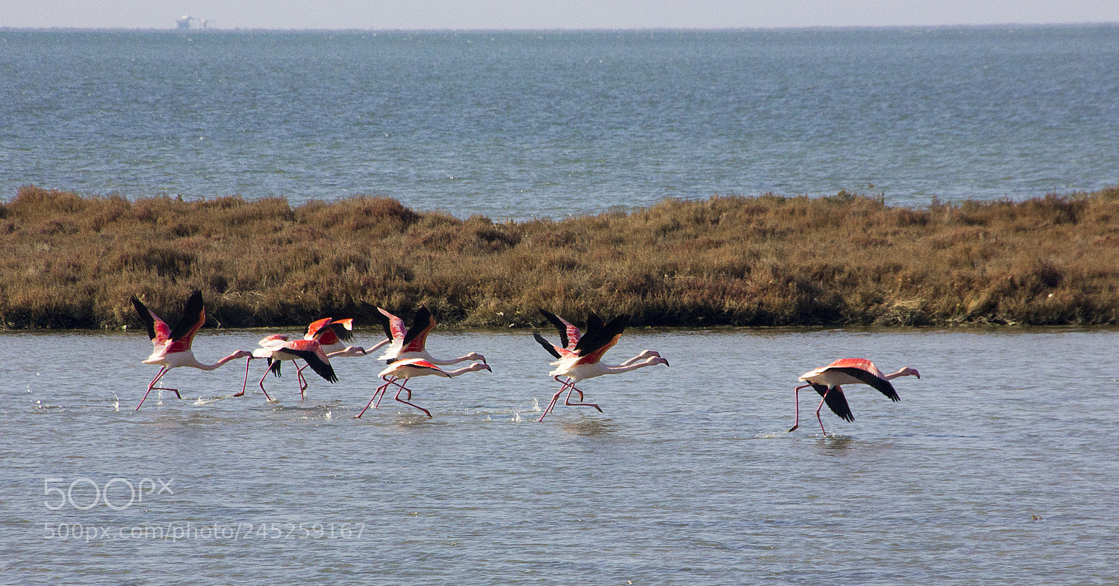 Canon EOS 550D (EOS Rebel T2i / EOS Kiss X4) sample photo. Flamingo photography