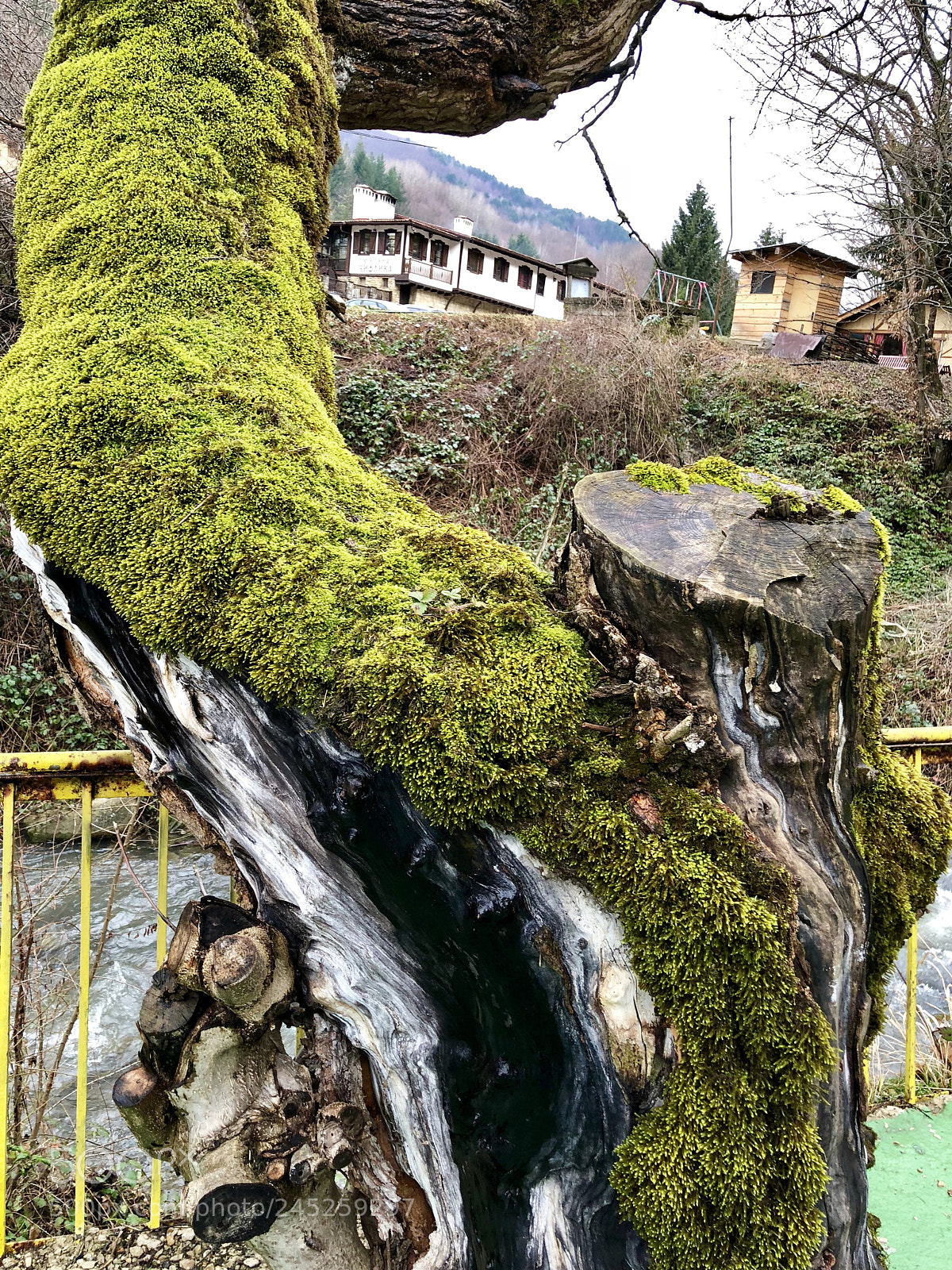 Apple iPhone X sample photo. Green photography
