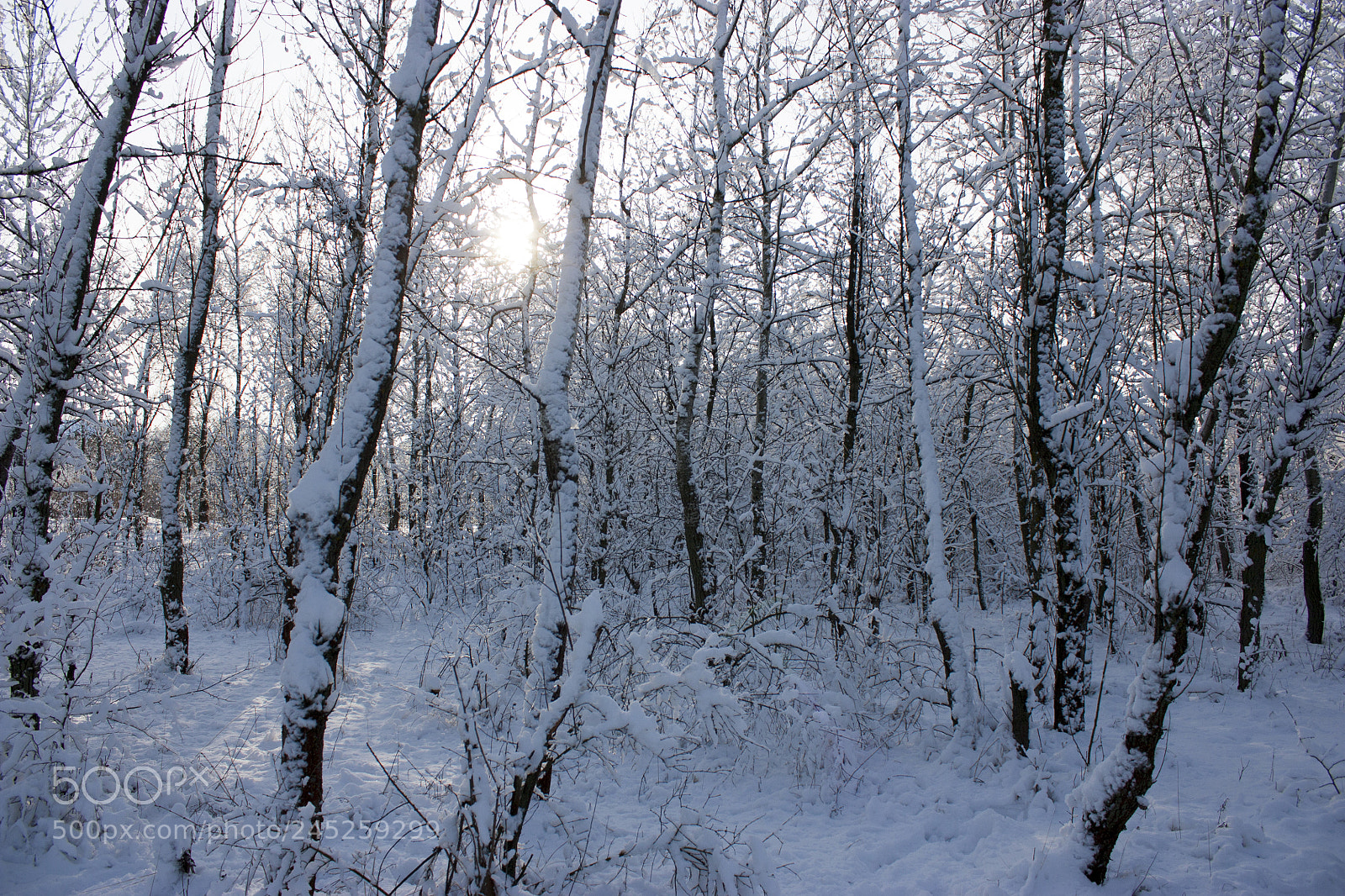 Canon EOS 450D (EOS Rebel XSi / EOS Kiss X2) sample photo. Forest in winter, trees photography
