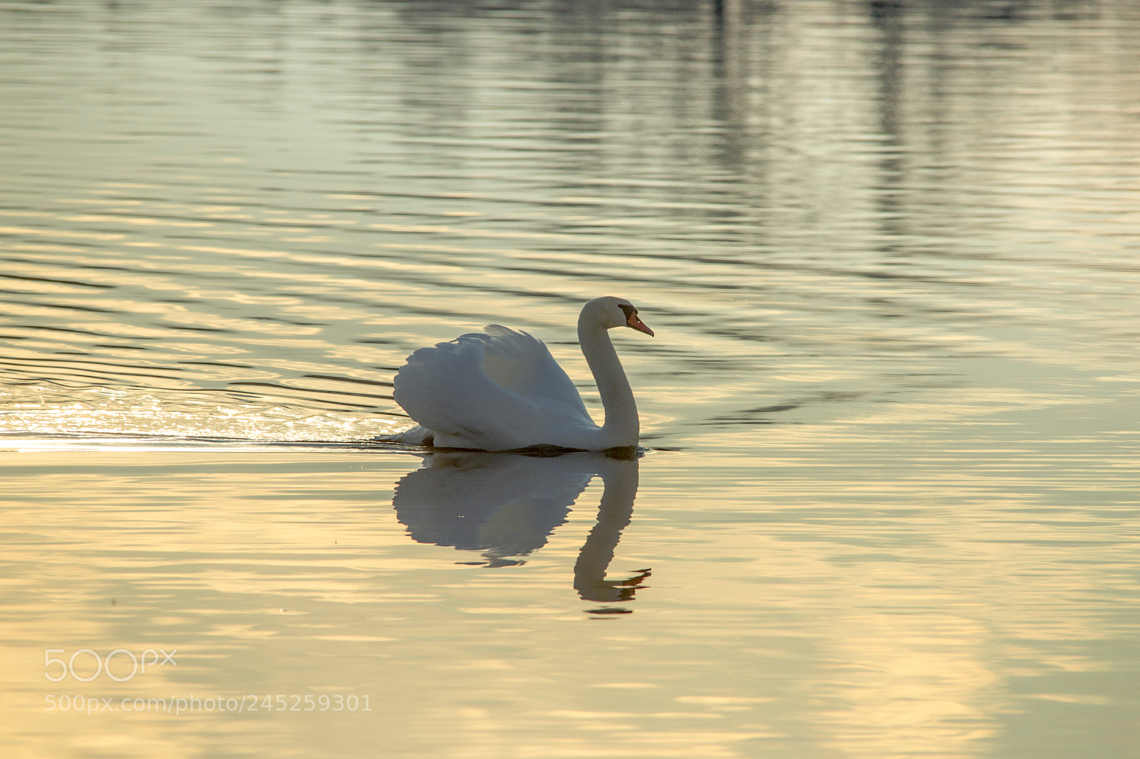 Canon EOS-1D Mark IV sample photo. Male mute swan is photography