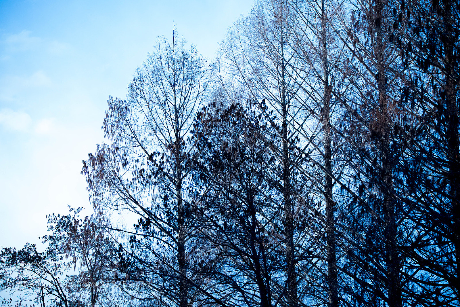 Nikon D850 sample photo. Birds forest photography