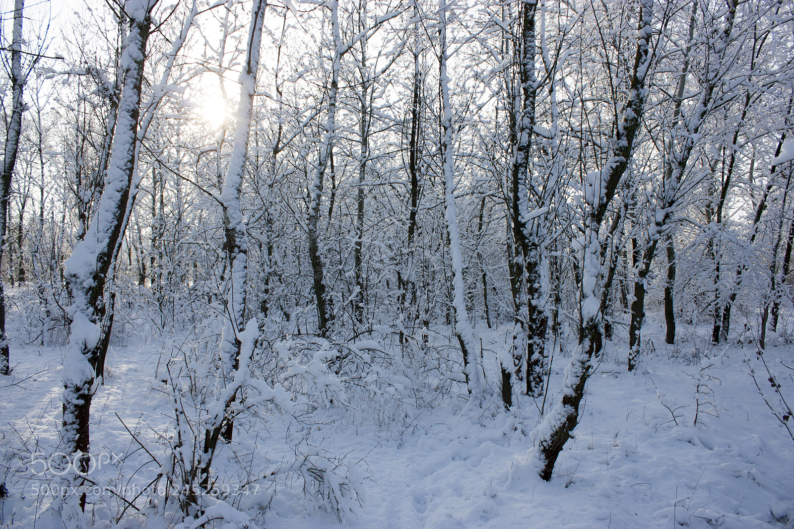 Canon EOS 450D (EOS Rebel XSi / EOS Kiss X2) sample photo. Forest in winter, trees photography
