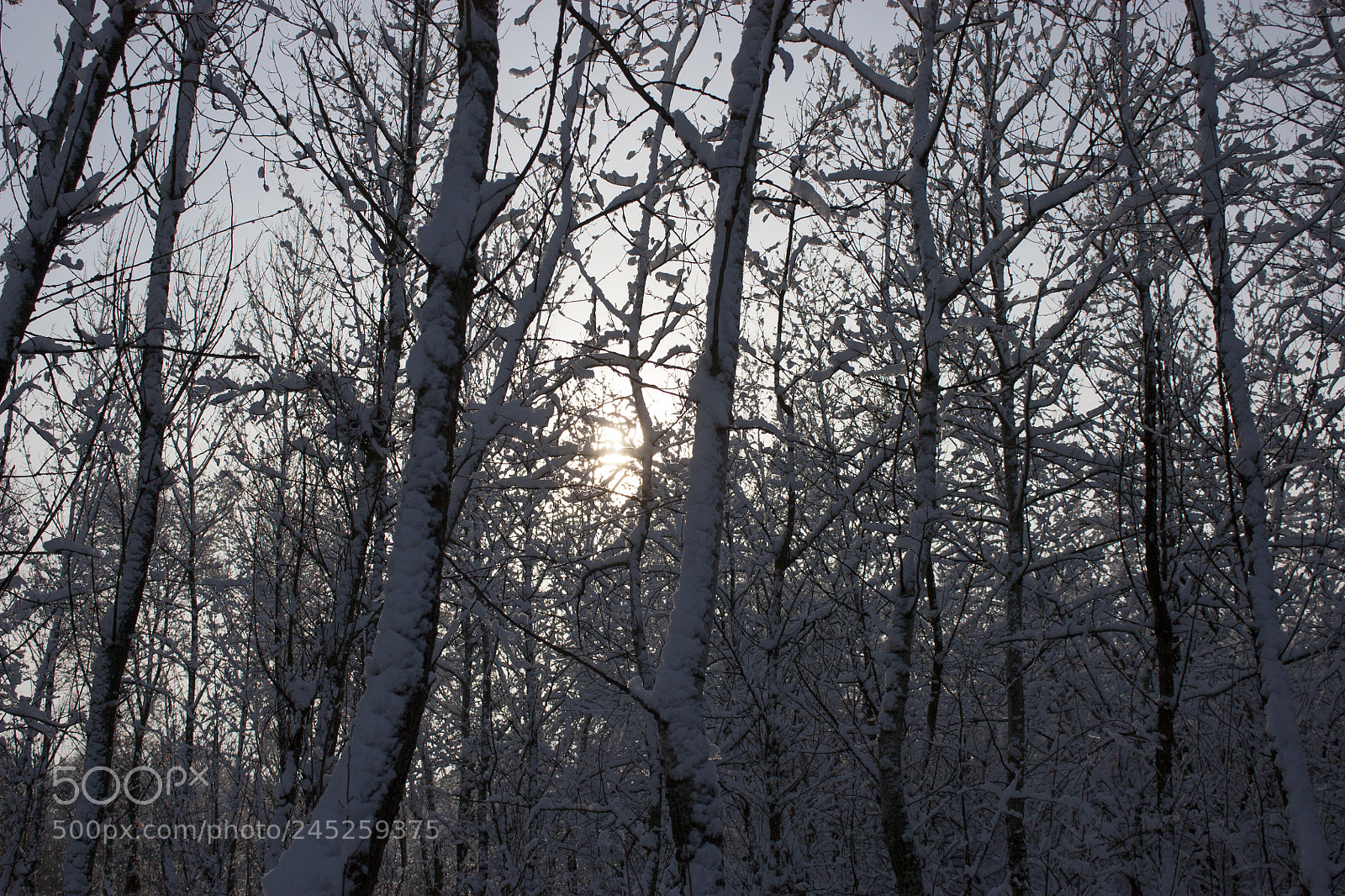 Canon EOS 450D (EOS Rebel XSi / EOS Kiss X2) sample photo. Forest in winter, trees photography