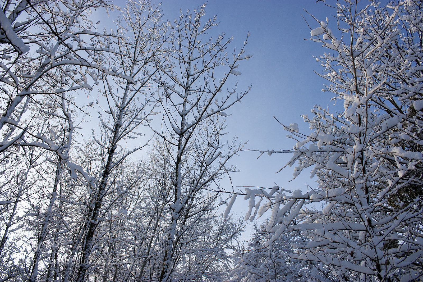 Canon EOS 450D (EOS Rebel XSi / EOS Kiss X2) sample photo. Forest in winter, trees photography
