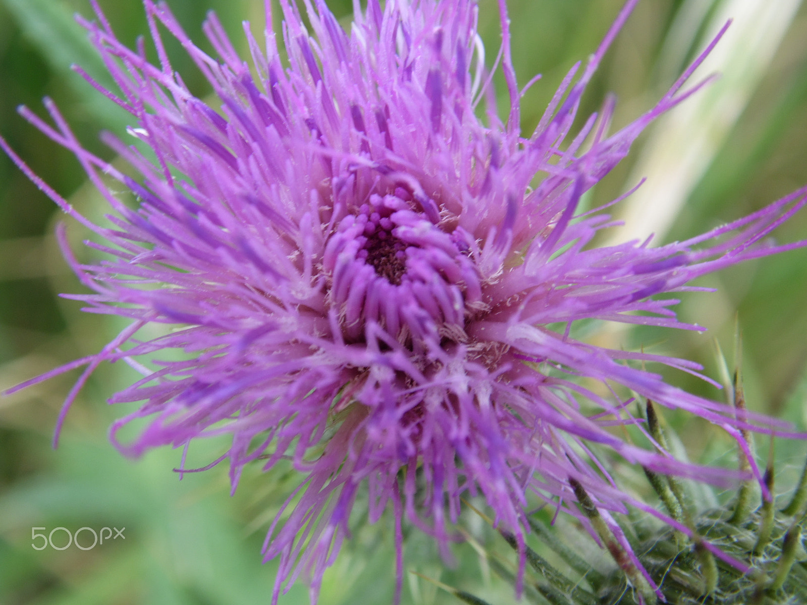 Samsung WB100/  WB101 sample photo. Thistle photography