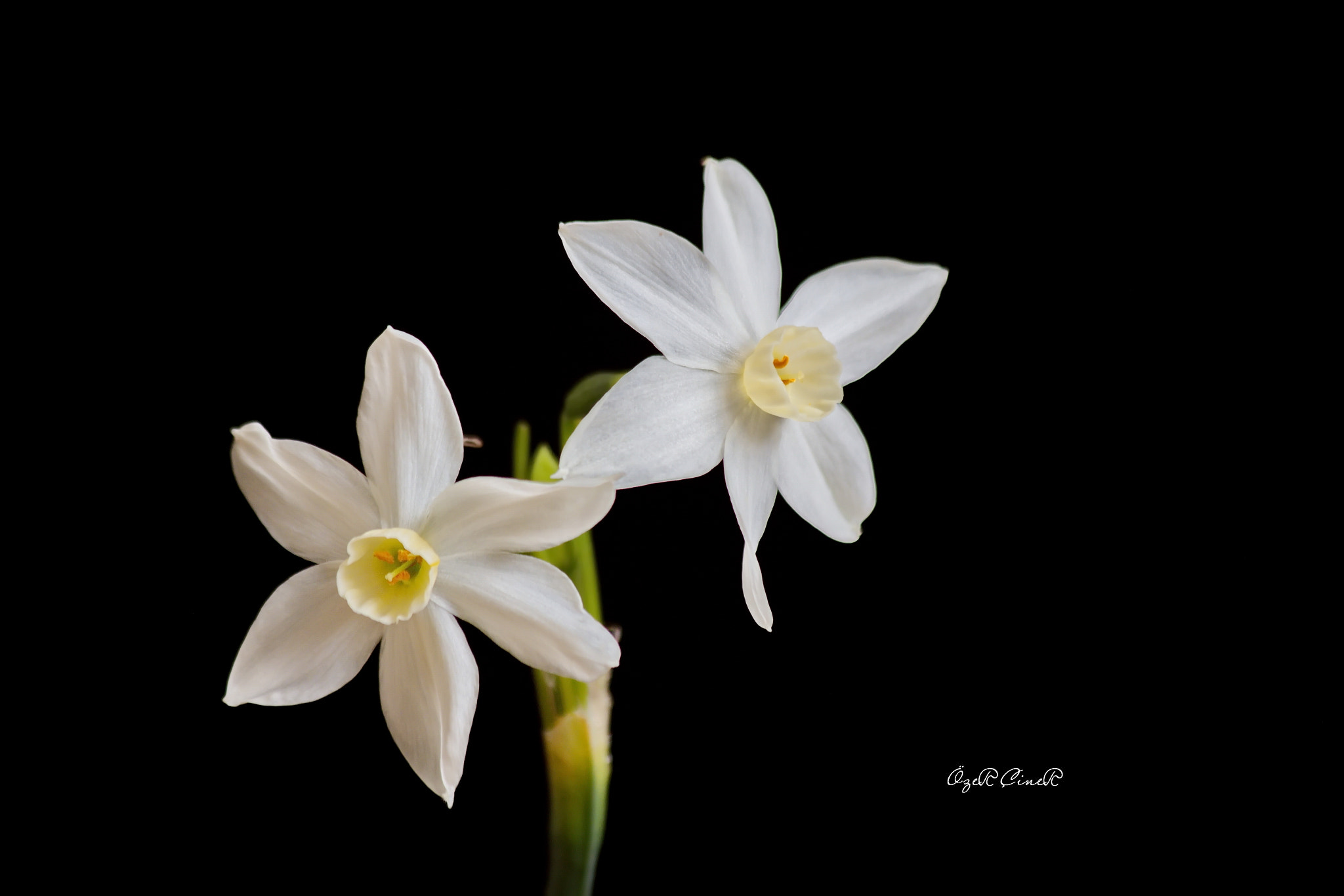 Canon EF 70-300mm F4-5.6 IS USM sample photo. Narcissus photography