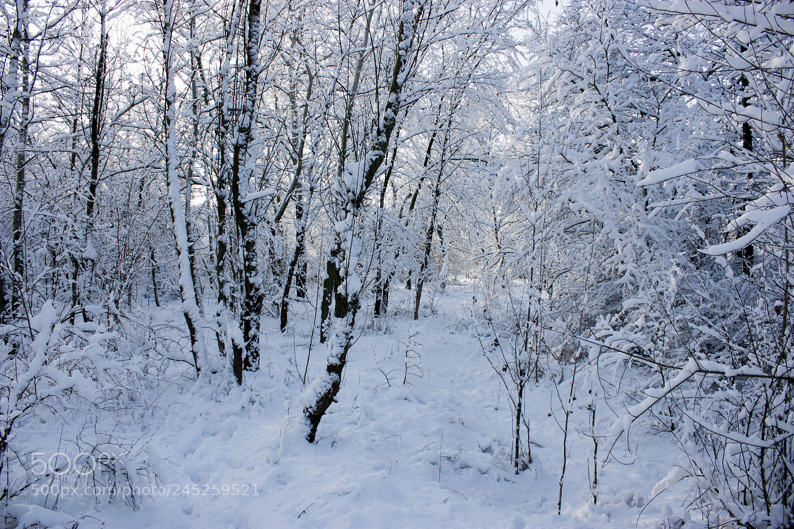 Canon EOS 450D (EOS Rebel XSi / EOS Kiss X2) sample photo. Forest in winter, trees photography