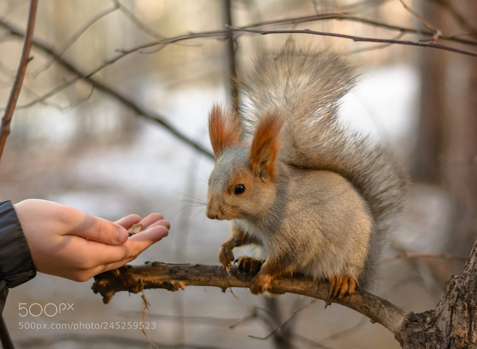 Nikon D5200 sample photo. Squirrel in city park photography