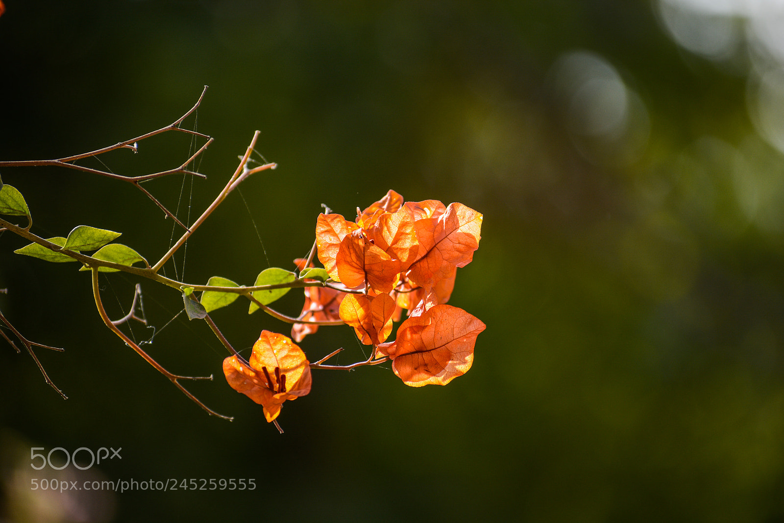 Nikon D5200 sample photo. Nature's red flower photography