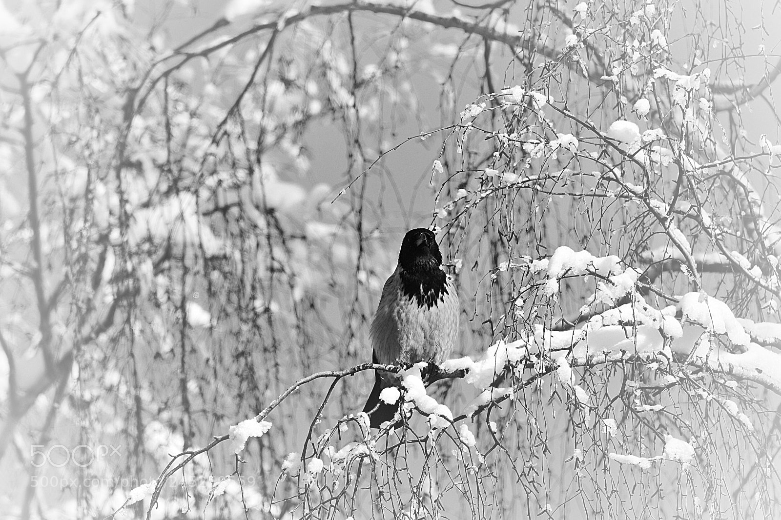 Nikon D500 sample photo. Ворона photography