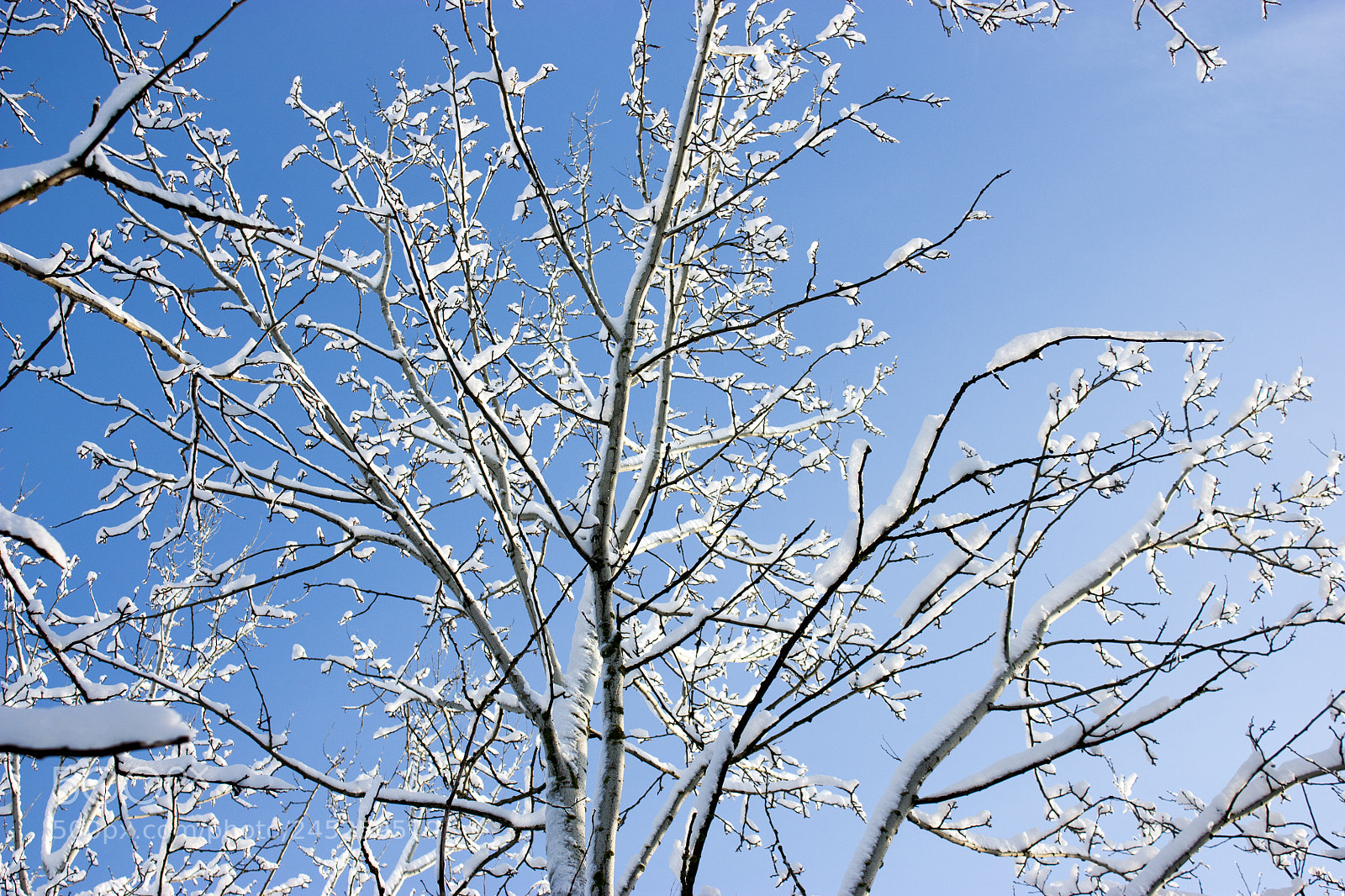 Canon EOS 450D (EOS Rebel XSi / EOS Kiss X2) sample photo. Forest in winter, trees photography