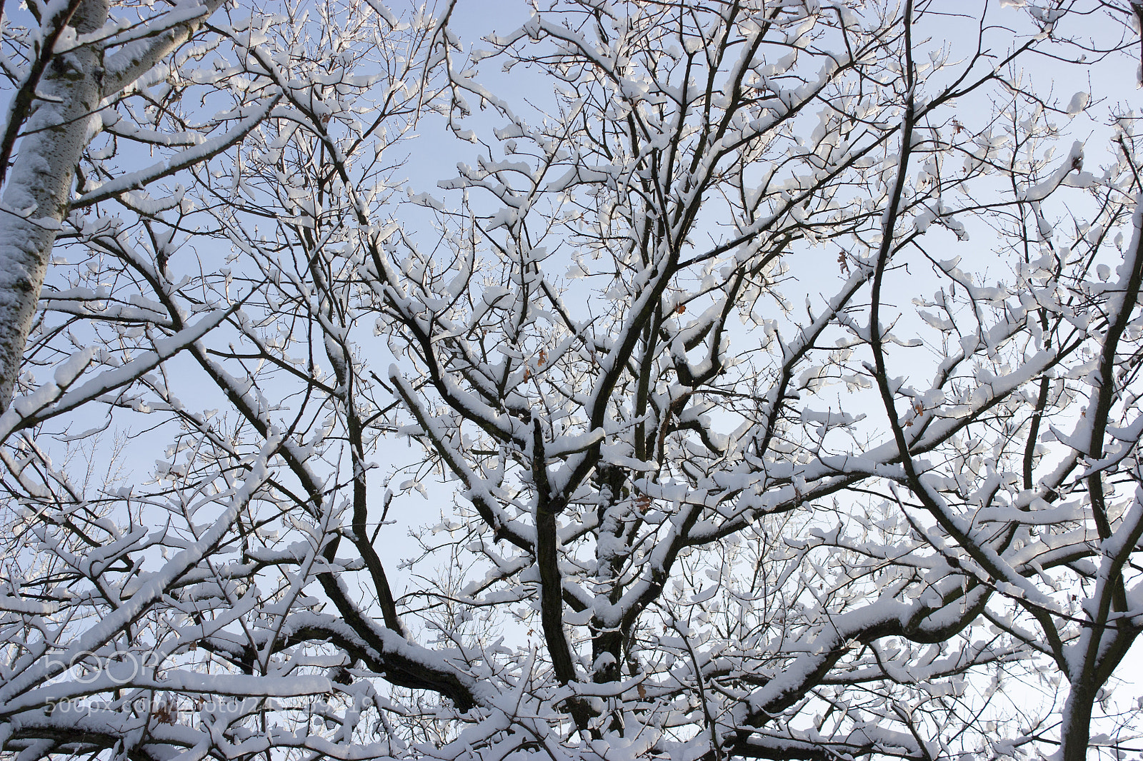 Canon EOS 450D (EOS Rebel XSi / EOS Kiss X2) sample photo. Forest in winter, trees photography