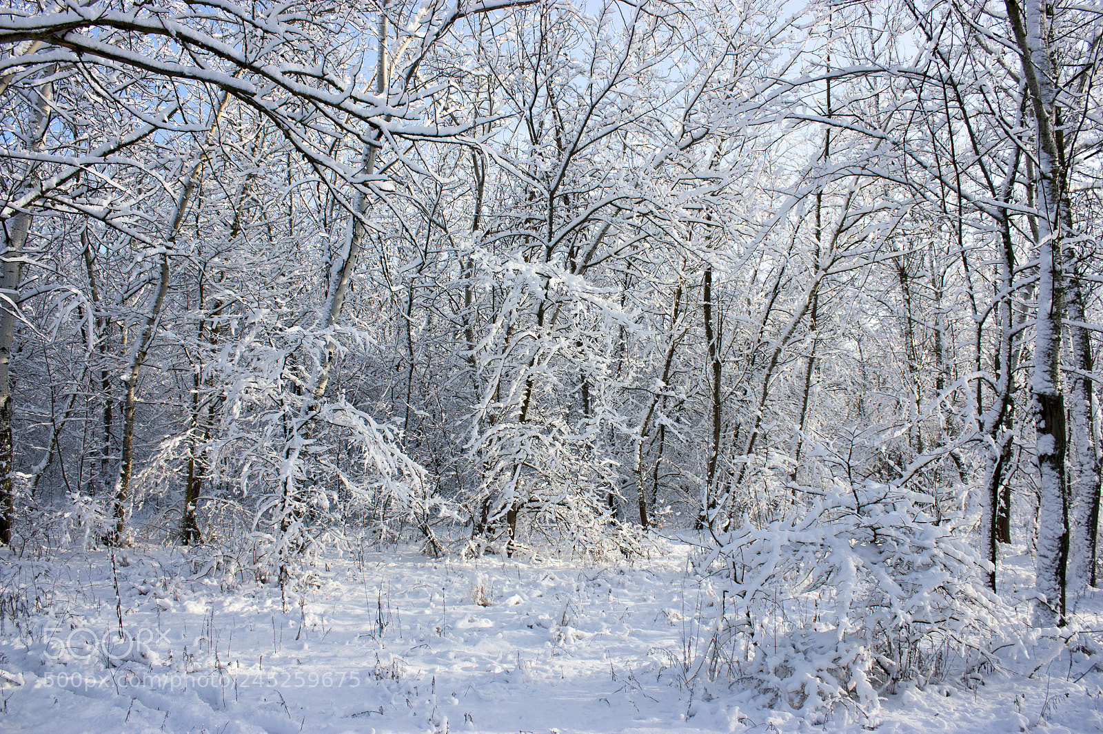 Canon EOS 450D (EOS Rebel XSi / EOS Kiss X2) sample photo. Forest in winter, trees photography