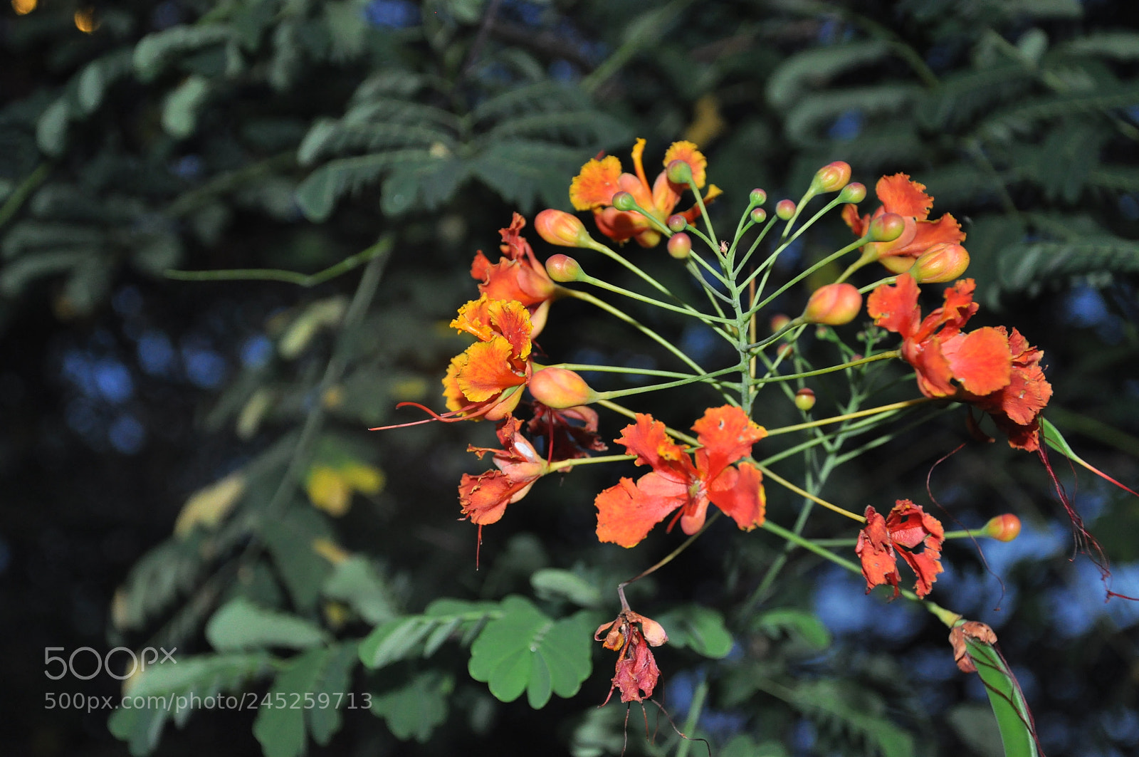 Nikon D90 sample photo. Flower photography