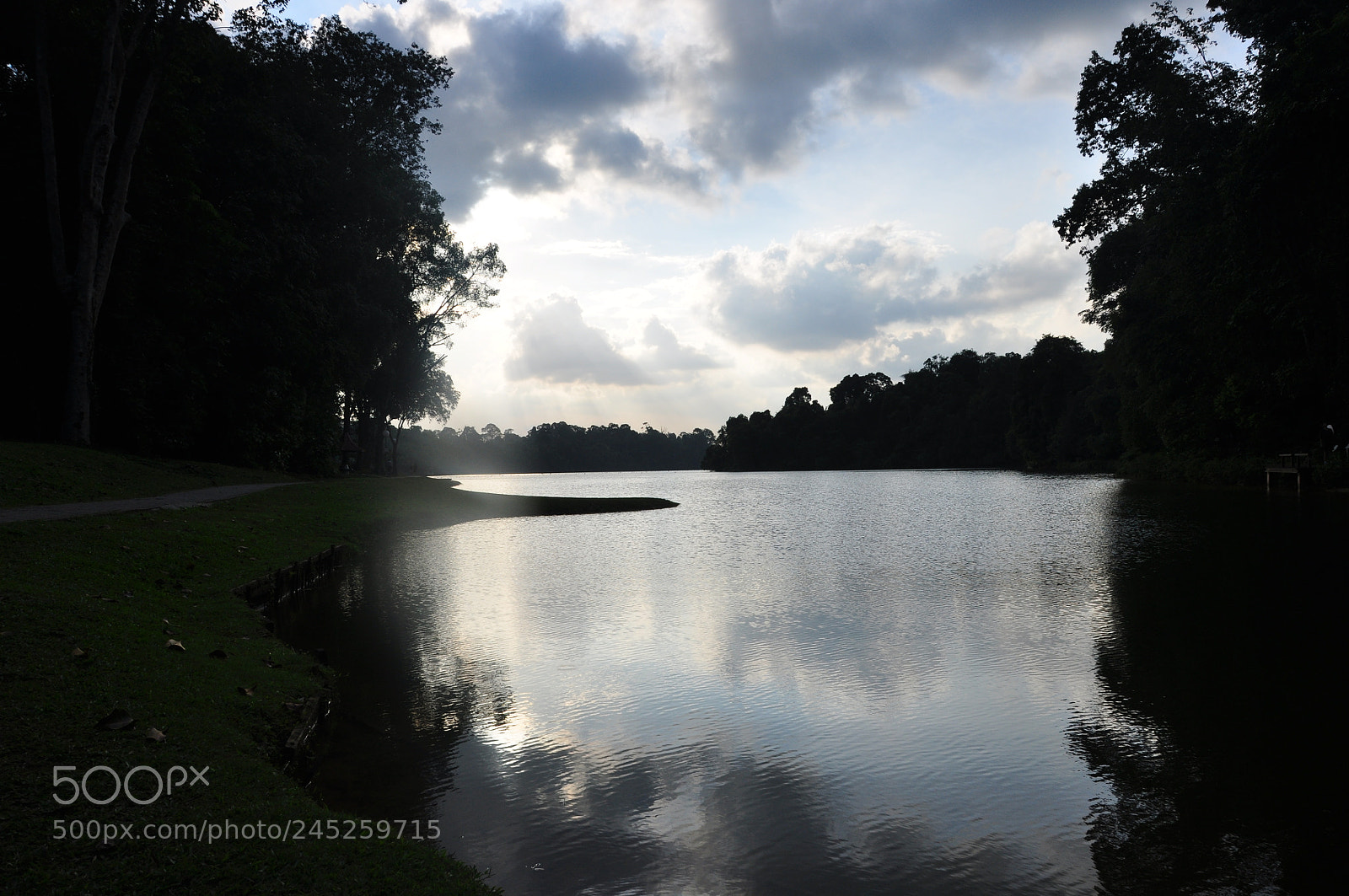 Nikon D90 sample photo. Macritchie reservoir o photography