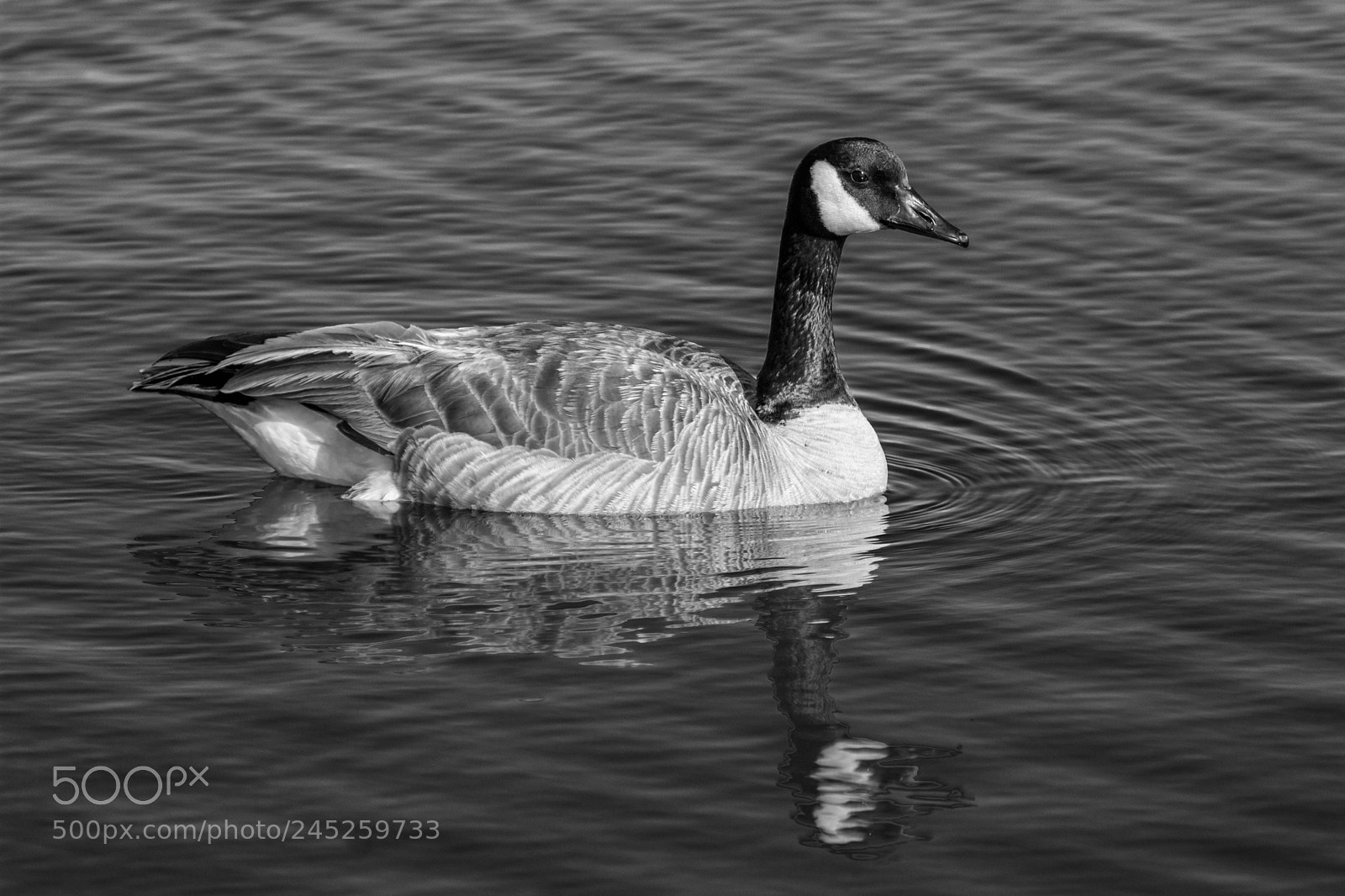 Nikon D7100 sample photo. Canadian goose bw photography